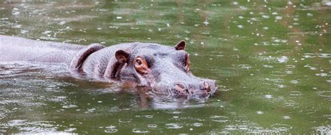 東莞動物園有哪些珍稀動物可以讓我們欣賞到?